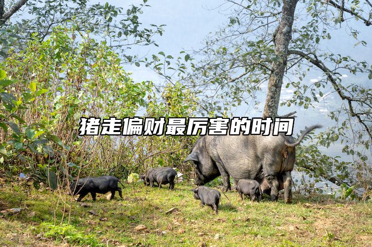猪走偏财最厉害的时间 属猪偏财运如何