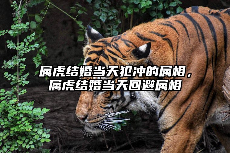 属虎结婚当天犯冲的属相，属虎结婚当天回避属相 生肖虎结婚