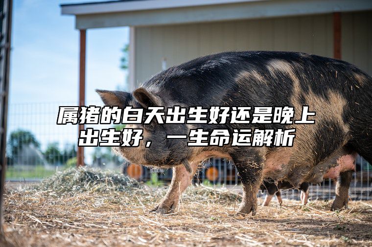 属猪的白天出生好还是晚上出生好，一生命运解析 生肖猪白天出生好还是晚上