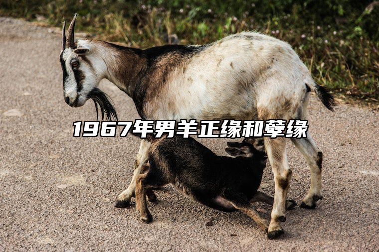 1967年男羊正缘和孽缘 67年失群之羊最后归宿