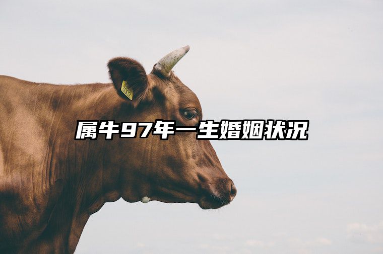 属牛97年一生婚姻状况 97年牛的正缘桃花是谁