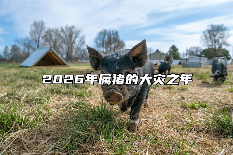 2026年属猪的大灾之年 2026年属猪的人多大