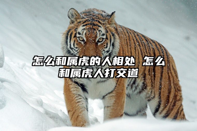 怎么和属虎的人相处 怎么和属虎人打交道 怎么和属虎的人谈恋爱