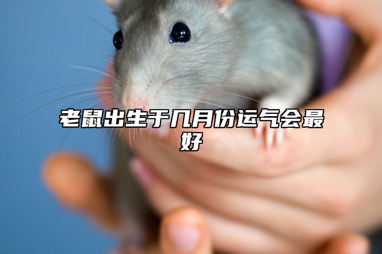 老鼠出生于几月份运气会最好