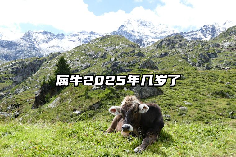 属牛2025年几岁了 生肖牛1973年2025年运势如何