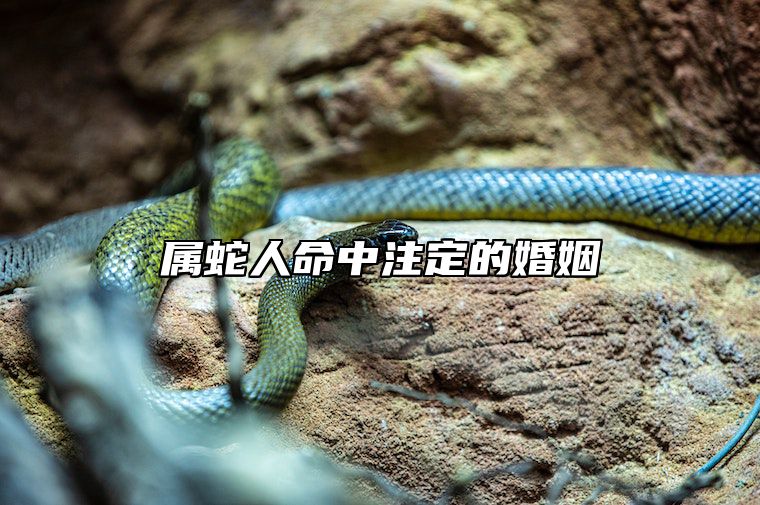 属蛇人命中注定的婚姻 属蛇人命中注定的婚姻第三婚顺利不