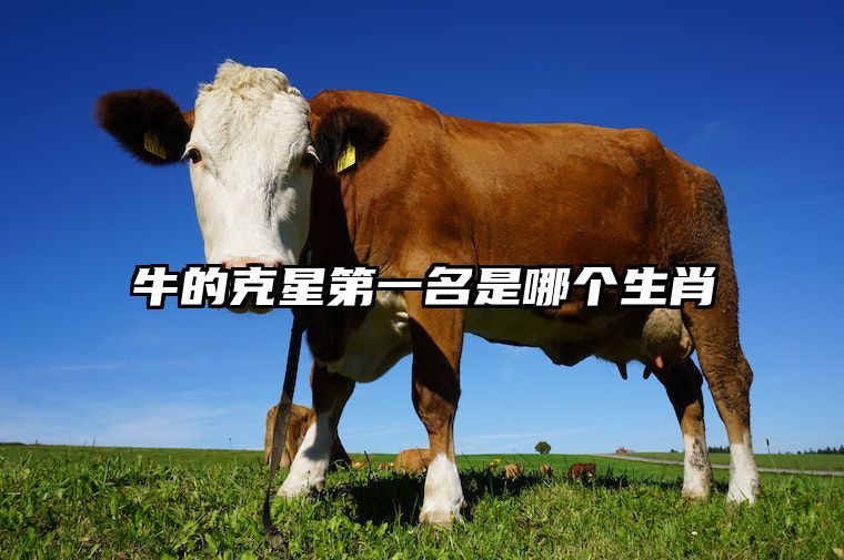 牛的克星第一名是哪个生肖 73年属牛何时走大运