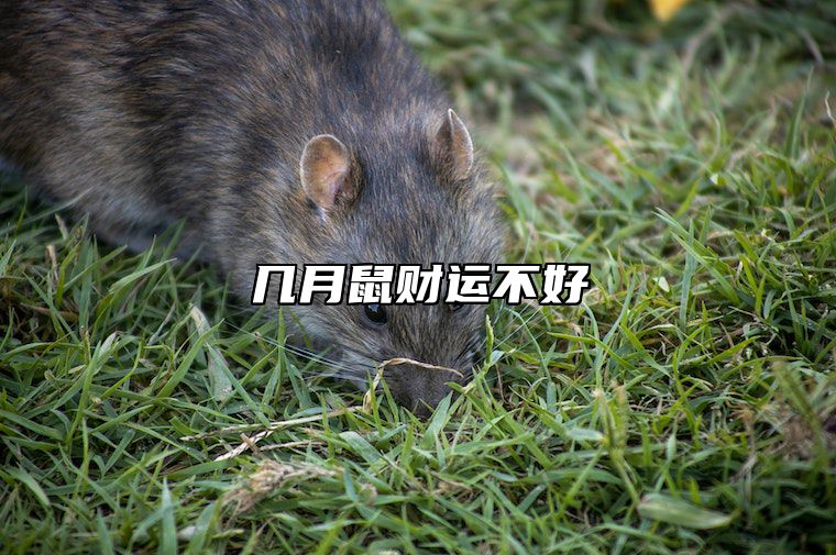 几月鼠财运不好