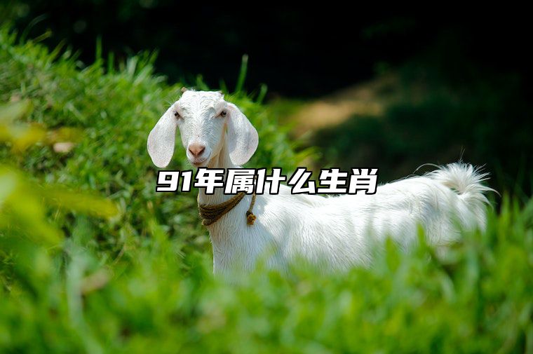 91年属什么生肖 91年属什么生肖的是什么命