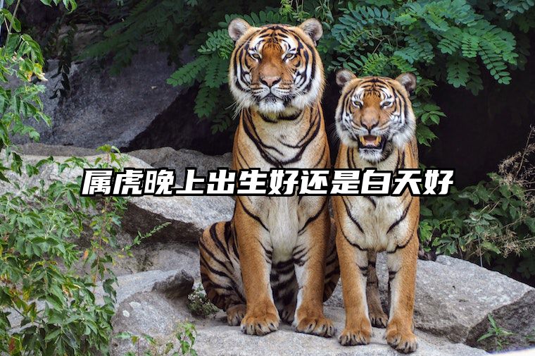 属虎晚上出生好还是白天好 十虎九苦,哪个月份最苦