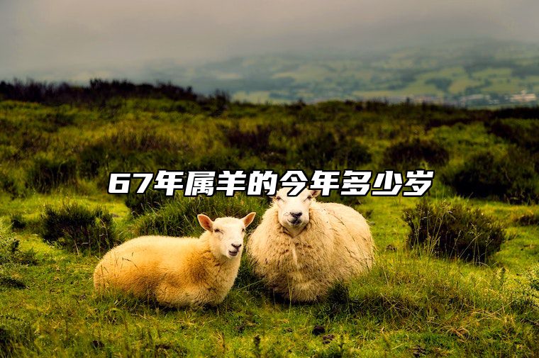 67年属羊的今年多少岁 六七年羊寿命多大