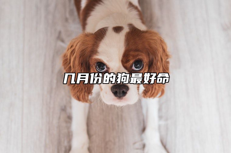 几月份的狗最好命 女狗几月出生最好