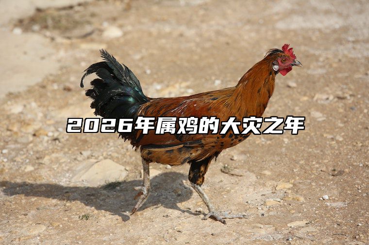 2026年属鸡的大灾之年 2026年属鸡人的全年运势详解