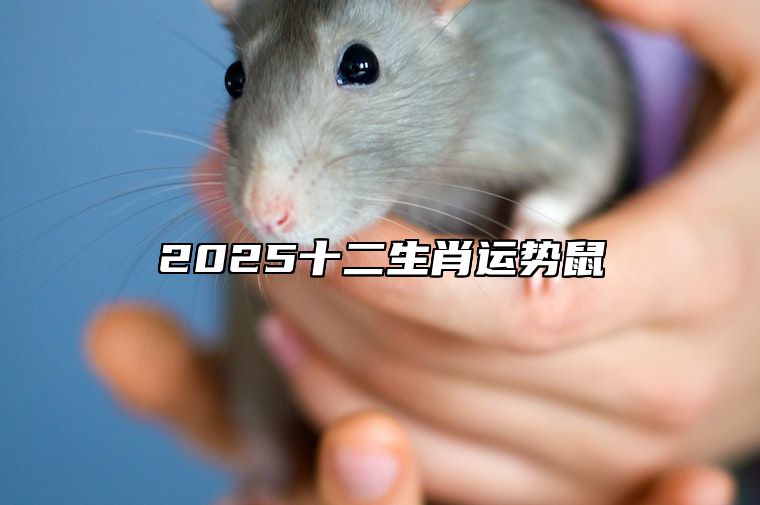 2025十二生肖运势鼠 2025年属鼠运势如何