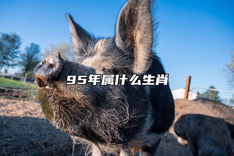 95年属什么生肖 95年属什么生肖配对最合适