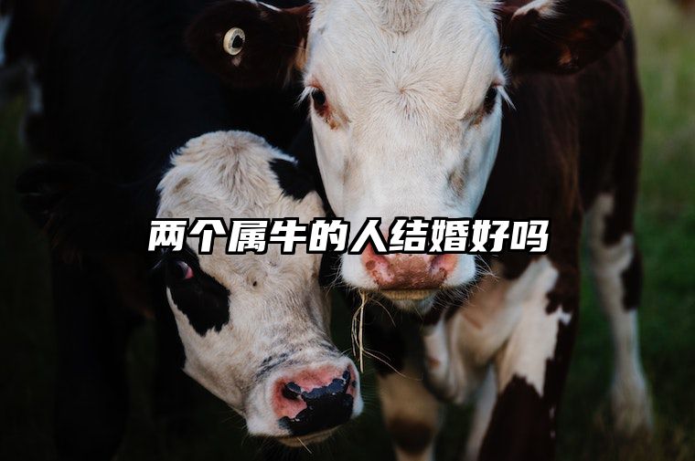 两个属牛的人结婚好吗 俩个属牛的可以结婚吗