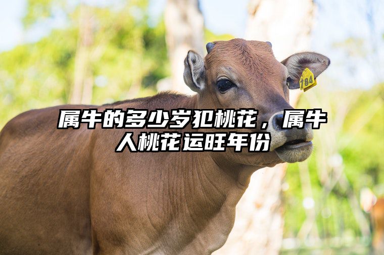 属牛的多少岁犯桃花，属牛人桃花运旺年份 属牛的哪年走桃花运