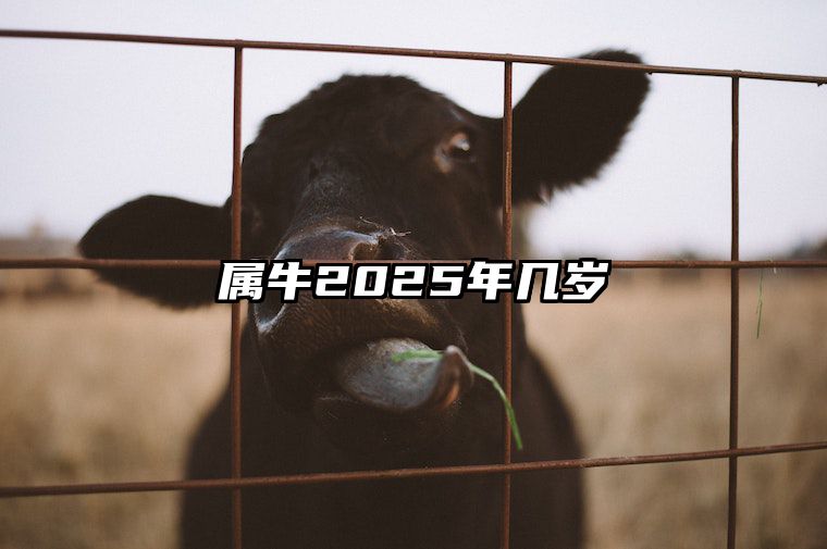 属牛2025年几岁 1973属牛2025年运势