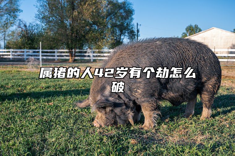 属猪的人42岁有个劫怎么破 2025属猪血光之灾