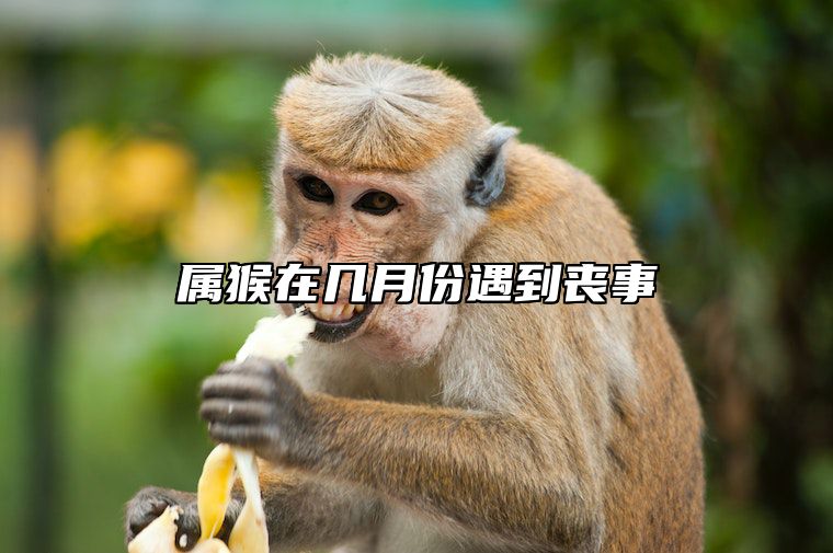 属猴在几月份遇到丧事 2025属猴人躲不过去的大难
