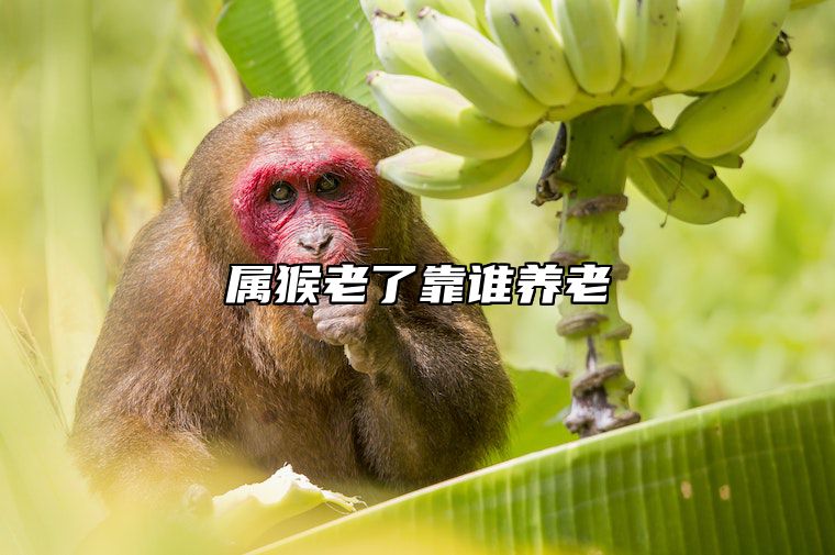 属猴老了靠谁养老 2025属猴人彻底大变