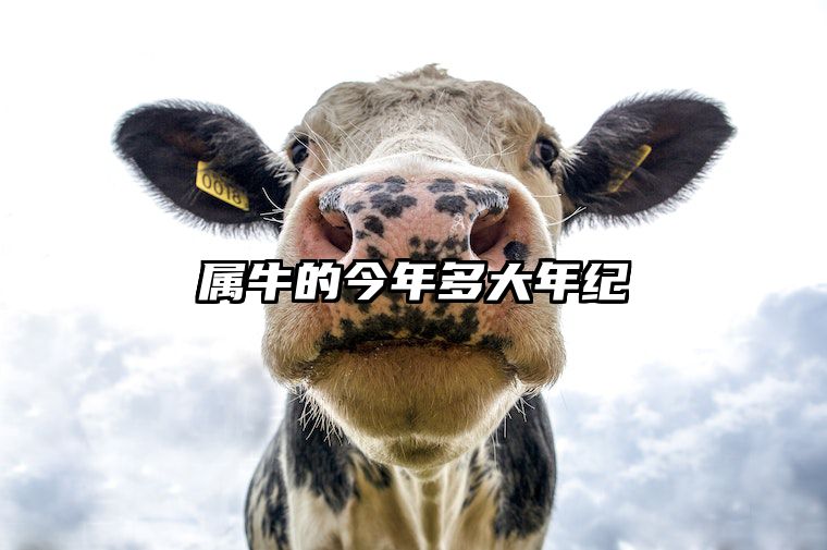 属牛的今年多大年纪 1961出生属牛人的2025全年运势