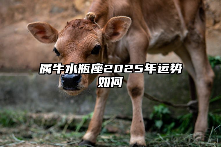 属牛水瓶座2025年运势如何