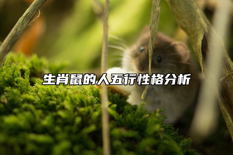 生肖鼠的人五行性格分析