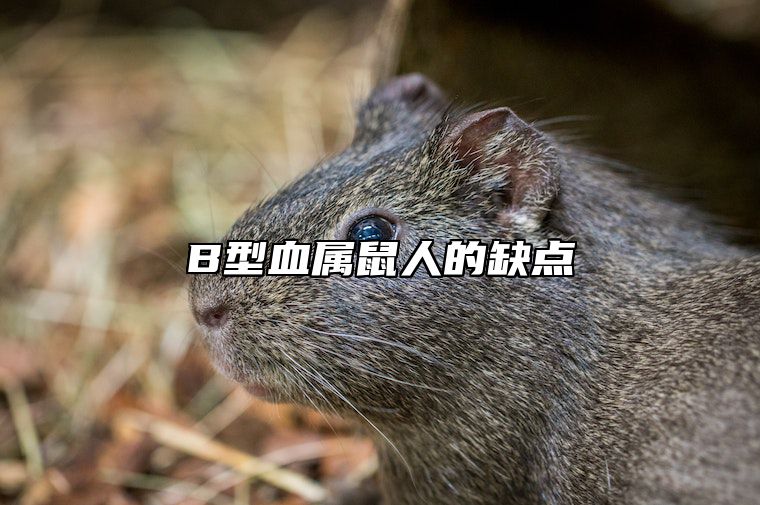 B型血属鼠人的缺点 属鼠的几月出生最好