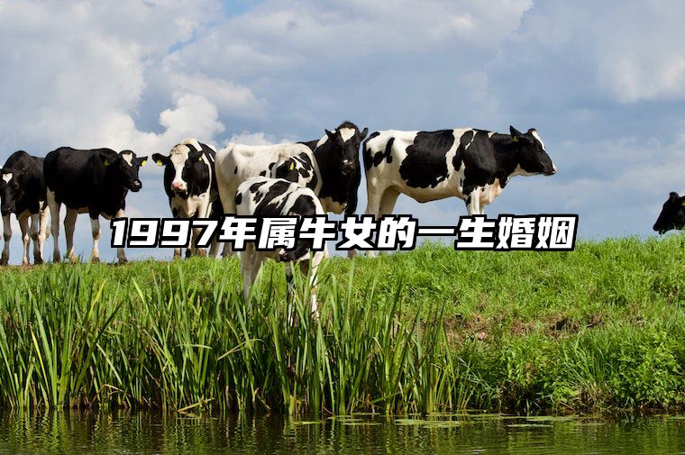 1997年属牛女的一生婚姻