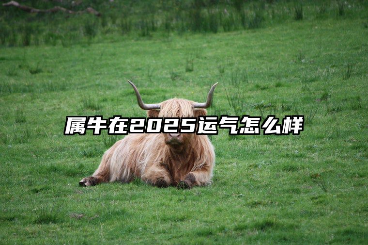 属牛在2025运气怎么样 属牛的命运怎么样