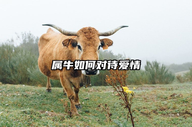 属牛如何对待爱情