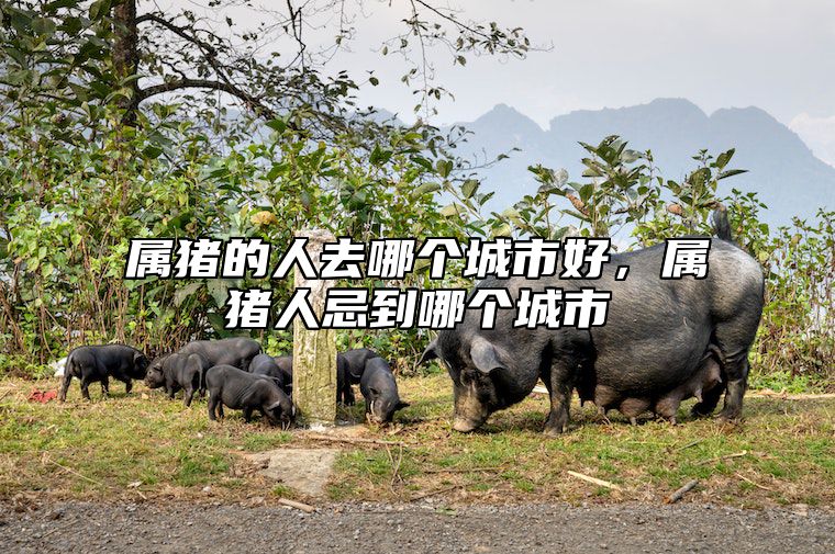 属猪的人去哪个城市好，属猪人忌到哪个城市 属猪的人去那些地方财运好点