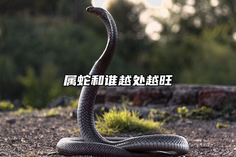 属蛇和谁越处越旺 属蛇和谁越处越旺夫
