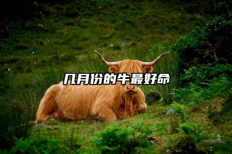 几月份的牛最好命 富贵牛一般生在几月