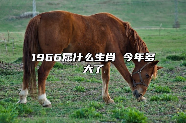 1966属什么生肖 今年多大了 1966属什么生肖 今年多大了性格特点