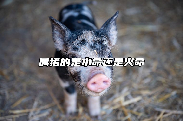 属猪的是水命还是火命 属猪人五行属什么命