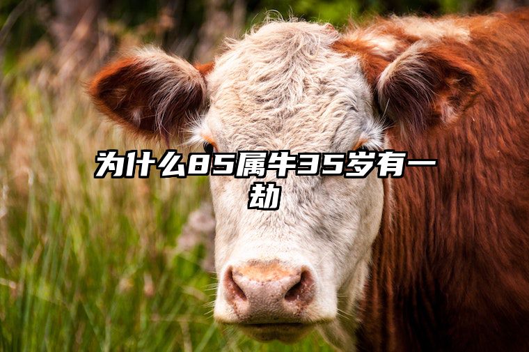 为什么85属牛35岁有一劫