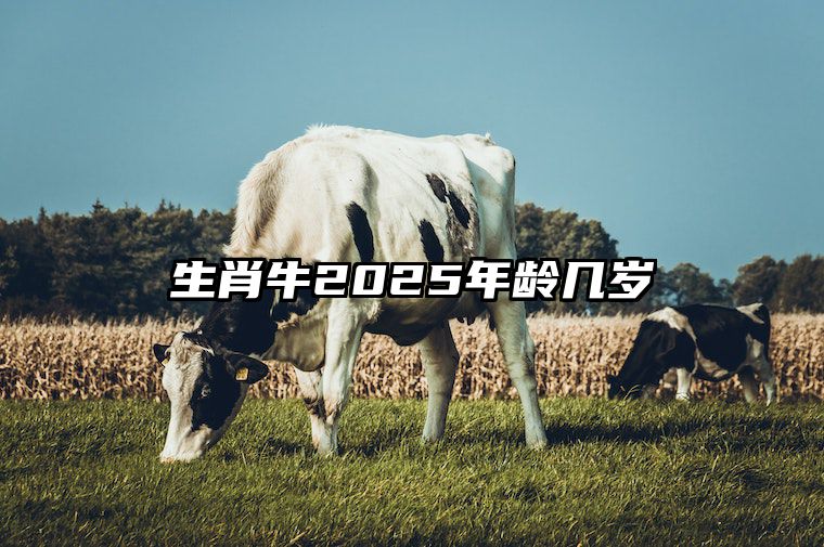 生肖牛2025年龄几岁 2009年属牛人2025年运程如何