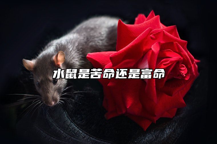 水鼠是苦命还是富命 