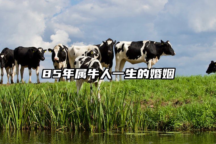 85年属牛人一生的婚姻 85属牛女命中几个孩子
