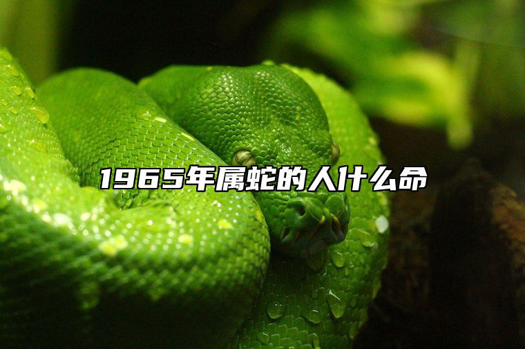 1965年属蛇的人什么命 1953年属蛇的是什么命五行属什么