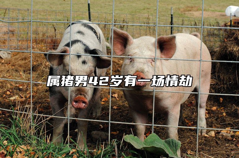 属猪男42岁有一场情劫 83年猪42岁和45岁注意