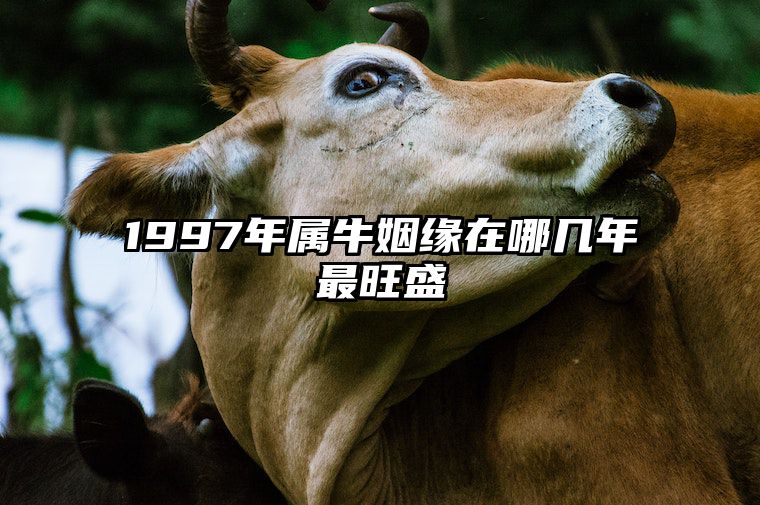 1997年属牛姻缘在哪几年最旺盛