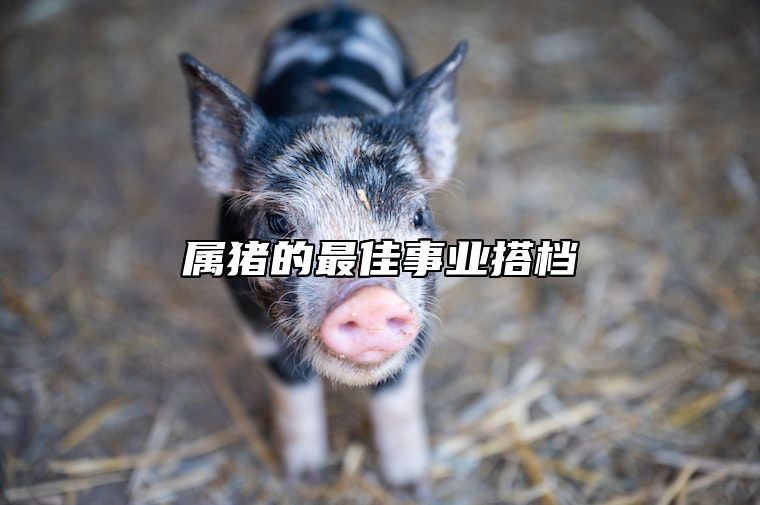 属猪的最佳事业搭档 属猪的人工作搭档最好的属相是什么