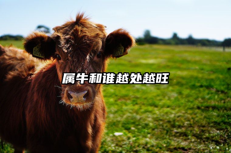 属牛和谁越处越旺 属牛的和谁和哪个属相好