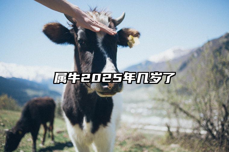 属牛2025年几岁了 1949属牛2025年运势
