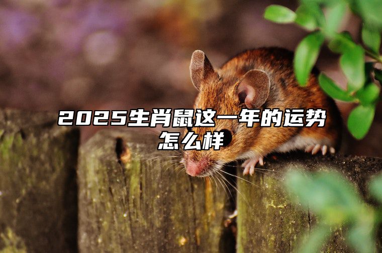 2025生肖鼠这一年的运势怎么样