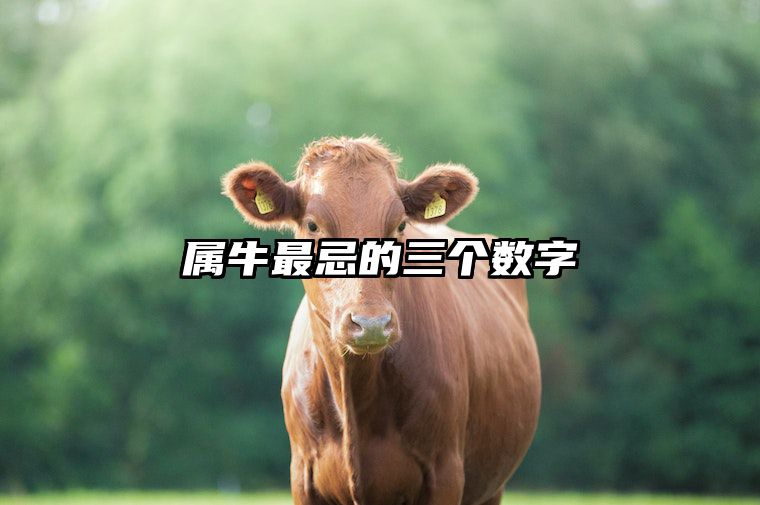 属牛最忌的三个数字 属牛的忌什么属性