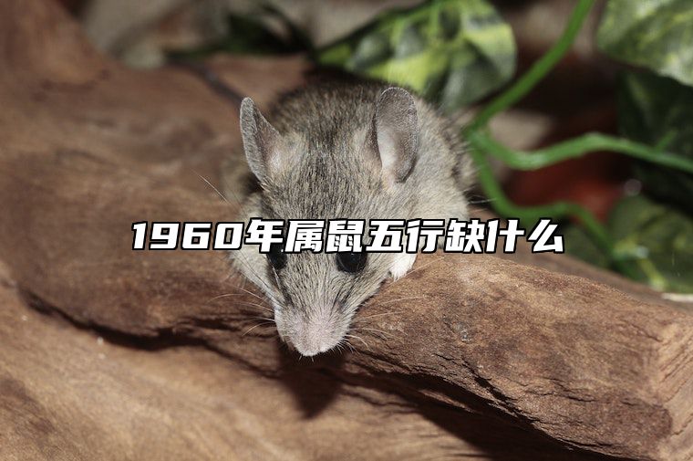 1960年属鼠五行缺什么